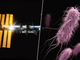 Llevamos años buscando nuevas armas contra las superbacterias. Hemos diseñado una a 400 km de altura