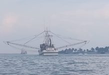 Esperan que este 2026 la flota pesquera de Tamaulipas tenga una mejor producción de camarón