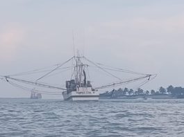Esperan que este 2026 la flota pesquera de Tamaulipas tenga una mejor producción de camarón