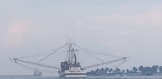 Esperan que este 2026 la flota pesquera de Tamaulipas tenga una mejor producción de camarón