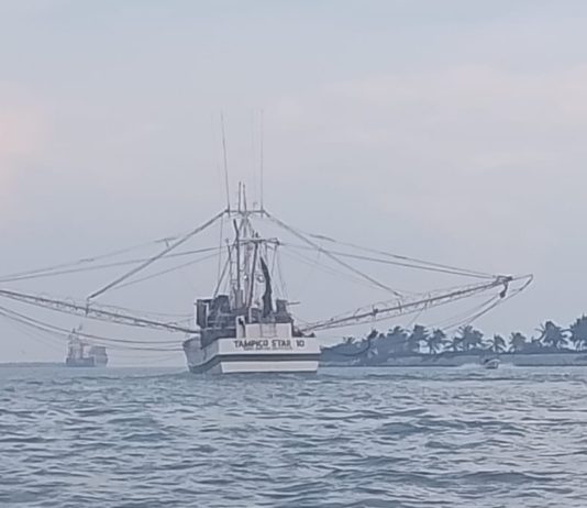Esperan que este 2026 la flota pesquera de Tamaulipas tenga una mejor producción de camarón