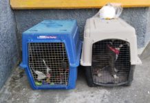 Alexis fue deportado de Estados Unidos, viaja con sus 3 mascotas a Xalapa, Veracruz