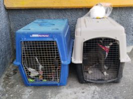 Alexis fue deportado de Estados Unidos, viaja con sus 3 mascotas a Xalapa, Veracruz