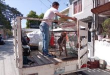 Falsa la imagen de mascota en malas condiciones que aparece en redes sociales; atiende el caso Ecología