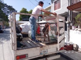 Falsa la imagen de mascota en malas condiciones que aparece en redes sociales; atiende el caso Ecología