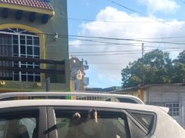 Dirección de Ecología rescata un lomito encerrado en coche bajo el sol