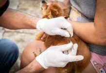 Gobierno de Tampico refrenda su compromiso con la protección y el bienestar animal