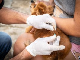 Gobierno de Tampico refrenda su compromiso con la protección y el bienestar animal