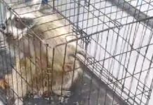 Rescatan a mapachito sano y salvo