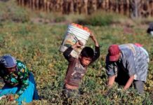 Grave el trabajo infantil en México; becas y despensas son insuficientes: DIF