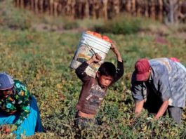 Grave el trabajo infantil en México; becas y despensas son insuficientes: DIF