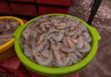 “No teman en el consumo de mariscos”: COEPRIS