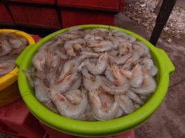 “No teman en el consumo de mariscos”: COEPRIS