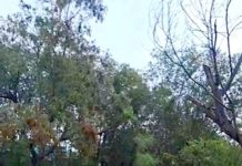 Hallan cadáver en predio abandonado de Balcones de Alcala