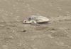 Arriban tortugas a playas de Madero por el norte que se registró