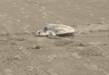 Arriban tortugas a playas de Madero por el norte que se registró