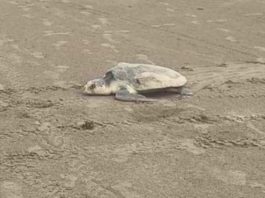 Arriban tortugas a playas de Madero por el norte que se registró