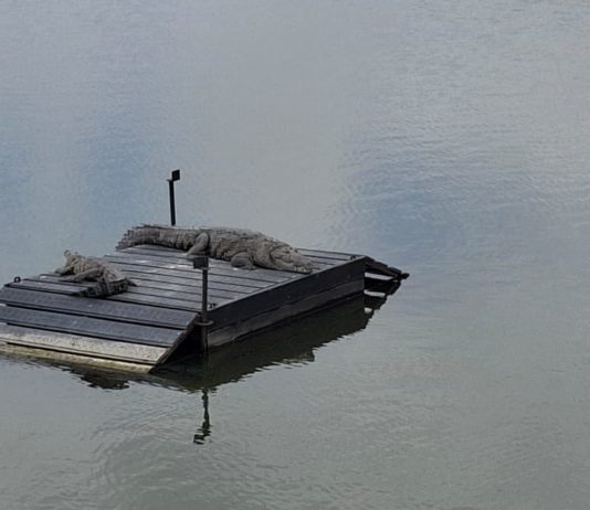 Exhortan a no invadir hábitat de cocodrilos para evitar interacciones negativas