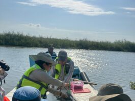 Monitorean recuperación del tular en el sistema lagunario