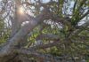 Caída de árbol provoca daños en tumbas del cementerio de Tampico