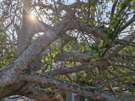 Caída de árbol provoca daños en tumbas del cementerio de Tampico
