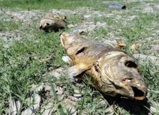 Crisis de agua en Texas se agrava: Legisladores denuncian falta de inversión