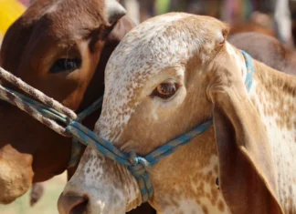 Nuevos casos de gusano barrenador en México presionan a ganaderos de EU; Texas, uno de los más afectados