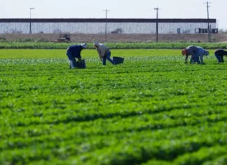 Demandan restauranteros de Texas reforma migratoria