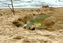 Registra más de 207 mil huevos de tortuga lora en temporada 2026 en Tamaulipas