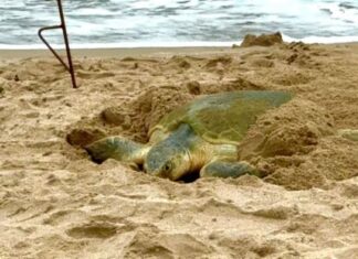 Registra más de 207 mil huevos de tortuga lora en temporada 2026 en Tamaulipas