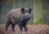 Cerdo salvaje europeo amenaza la fauna nativa; ataca animales domésticos