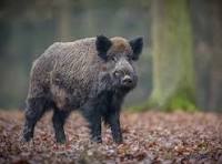 Cerdo salvaje europeo amenaza la fauna nativa; ataca animales domésticos