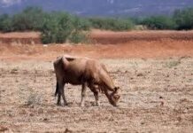 Carestía en alimentos, sequía y combustibles caros empuja a los productores a la quiebra