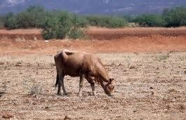 Carestía en alimentos, sequía y combustibles caros empuja a los productores a la quiebra