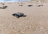Inician liberaciones de crías de tortuga lora a la temporada 2026
