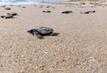 Inician liberaciones de crías de tortuga lora a la temporada 2026