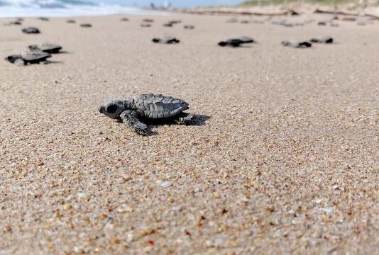 Inician liberaciones de crías de tortuga lora a la temporada 2026