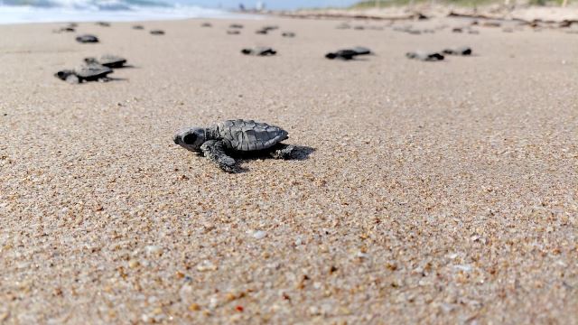 tortugas
