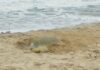 Supera Tamaulipas los 222 mil huevos de tortuga lora protegidos