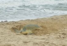Supera Tamaulipas los 222 mil huevos de tortuga lora protegidos