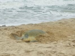Supera Tamaulipas los 222 mil huevos de tortuga lora protegidos