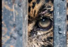 Liberan a jaguar rescatado tras recibir atención médica especializada