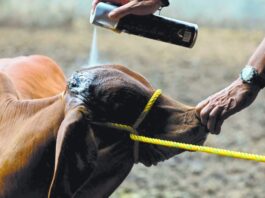 USDA espera contener brote de gusano barrenador en Texas; secretaria de Agricultura descarta plaga