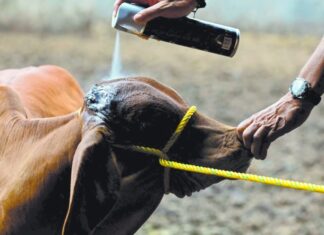 USDA espera contener brote de gusano barrenador en Texas; secretaria de Agricultura descarta plaga