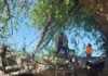 Reporte de un árbol que colapsó sobre una vivienda en la Col. Adolfo López Mateos.