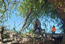 Reporte de un árbol que colapsó sobre una vivienda en la Col. Adolfo López Mateos.