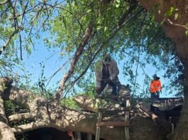 Reporte de un árbol que colapsó sobre una vivienda en la Col. Adolfo López Mateos.