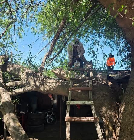 Reporte de un árbol que colapsó sobre una vivienda en la Col. Adolfo López Mateos.
