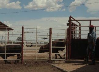 Departamento de Agricultura confirma dos nuevos casos de gusano barrenador en Texas