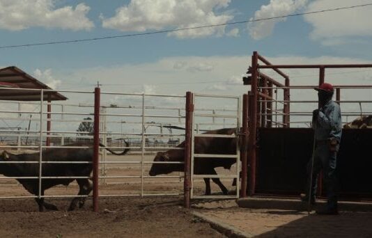Departamento de Agricultura confirma dos nuevos casos de gusano barrenador en Texas